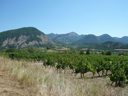 Vineyards in the region of  Ch?tillon en Diois