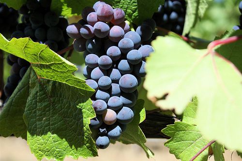 Pinot Noir in Anderson Valley