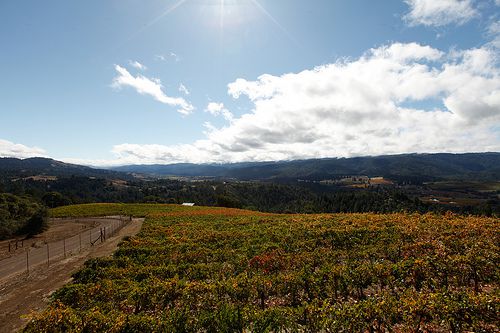 Esterlina Vineyards in the Anderson Valley