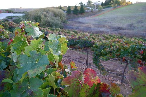 San Benito County Vineyard