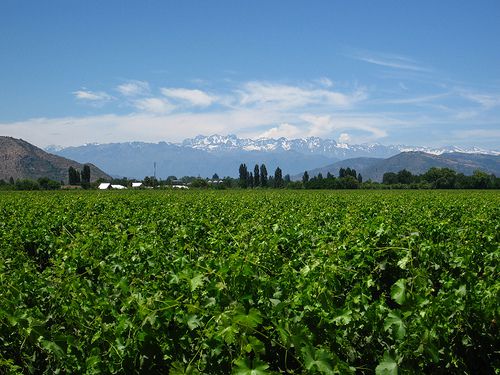 Wine Tour, Colchagua Valley