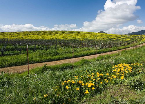 The Vineyards Bloom - with wildflowers, Edna Valley, CA
