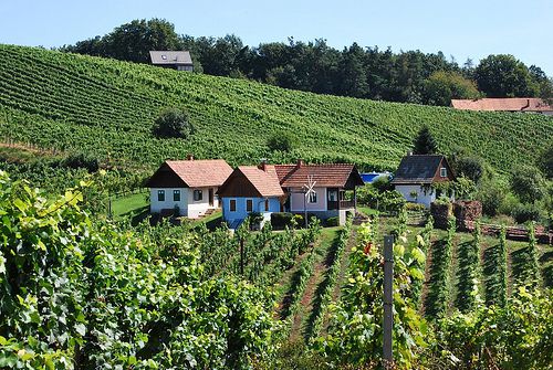 Weingarten rund um Bad Radkersburg in der Südsteiermark