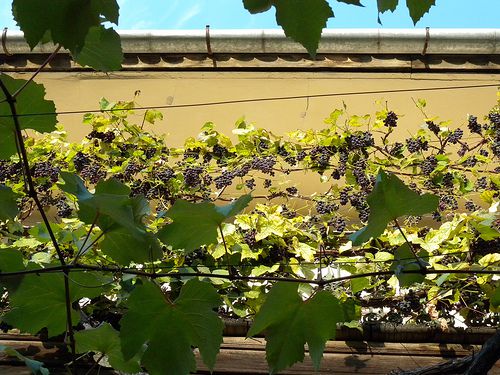 Grape Vines in Sibiu-1
