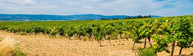 Carcassonne Vineyard