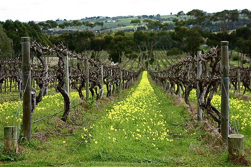 Vineyards in South Australia