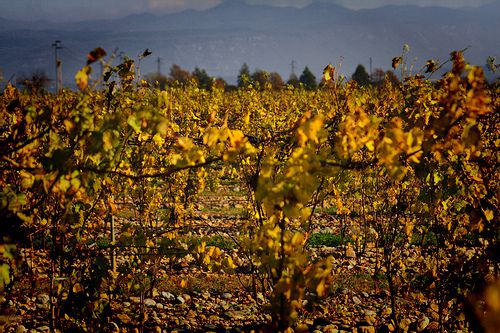 glimpse of vineyard