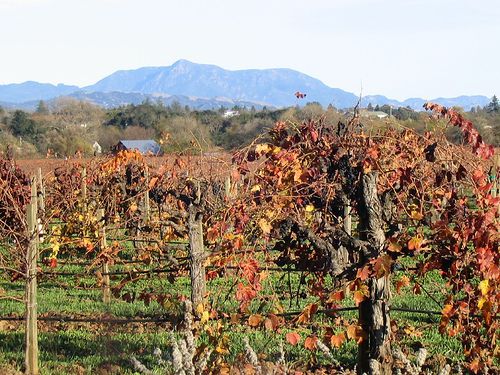 Quivera vineyards