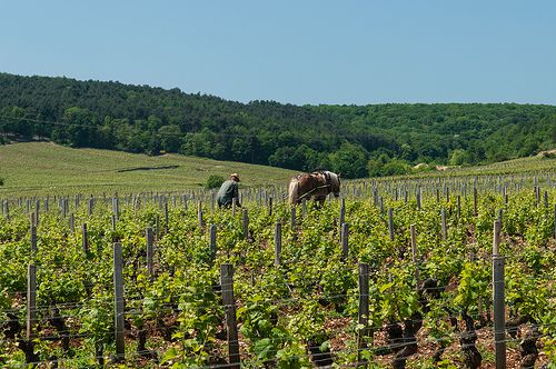 A vineyard worker manually tills the soil near Vosne-Roman?e in Burgundy