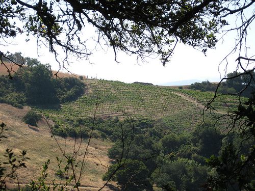 Vineyard on the Hillside