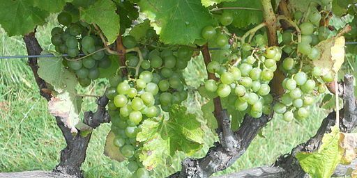 Semillon grapes on the vine