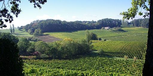 Vignoble de l'AOC Saussignac dans le Bergeracois