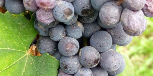 Close up of Nebbiolo cluster in Italy.jpg