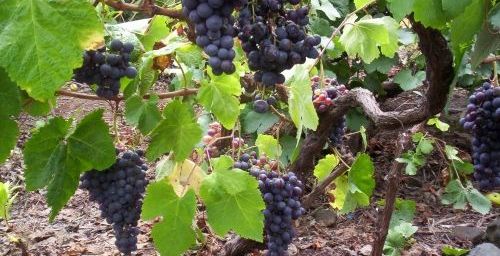 Listan Negro grapes in Tenerife