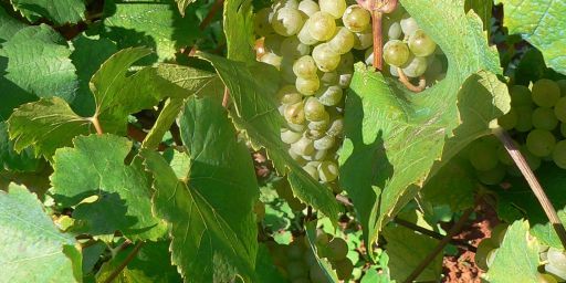 Malvasia grapes.jpg