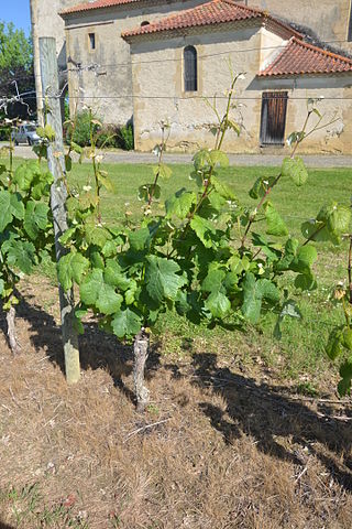 Maumusson-Laguian Gros plant sur une vigne de l'AOC Béarn.JPG