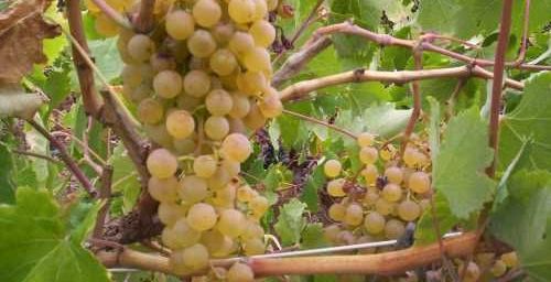 PalominoListan Blanco grapes growing in Tenerife