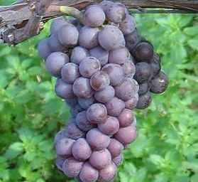 Pinot gris (c?page)