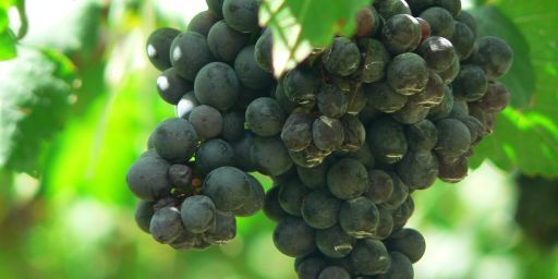 Shiraz Grapes.jpg