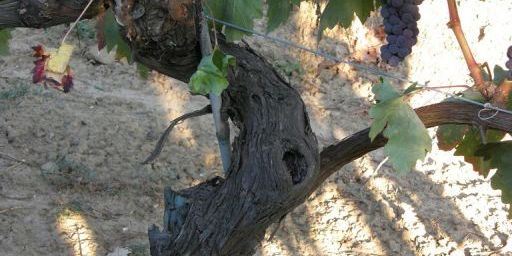 Tempranillo vine with grape clusters.jpg