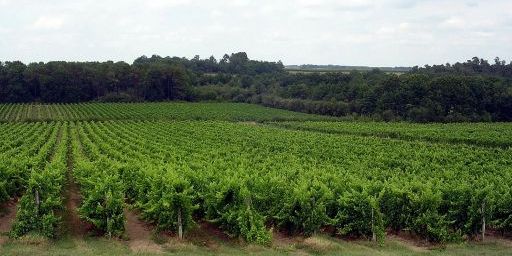 Vignoble d'Armagnac.JPG