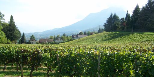 Vignobles de Savoie (Saint-Baldoph).JPG