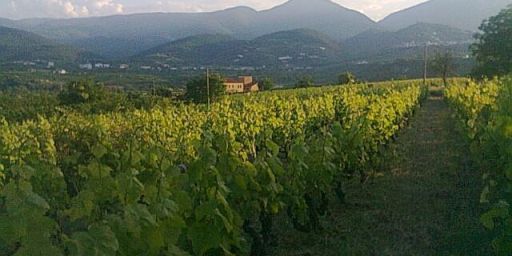 Vineyard in Naoussa, Central Macedonia, Greece