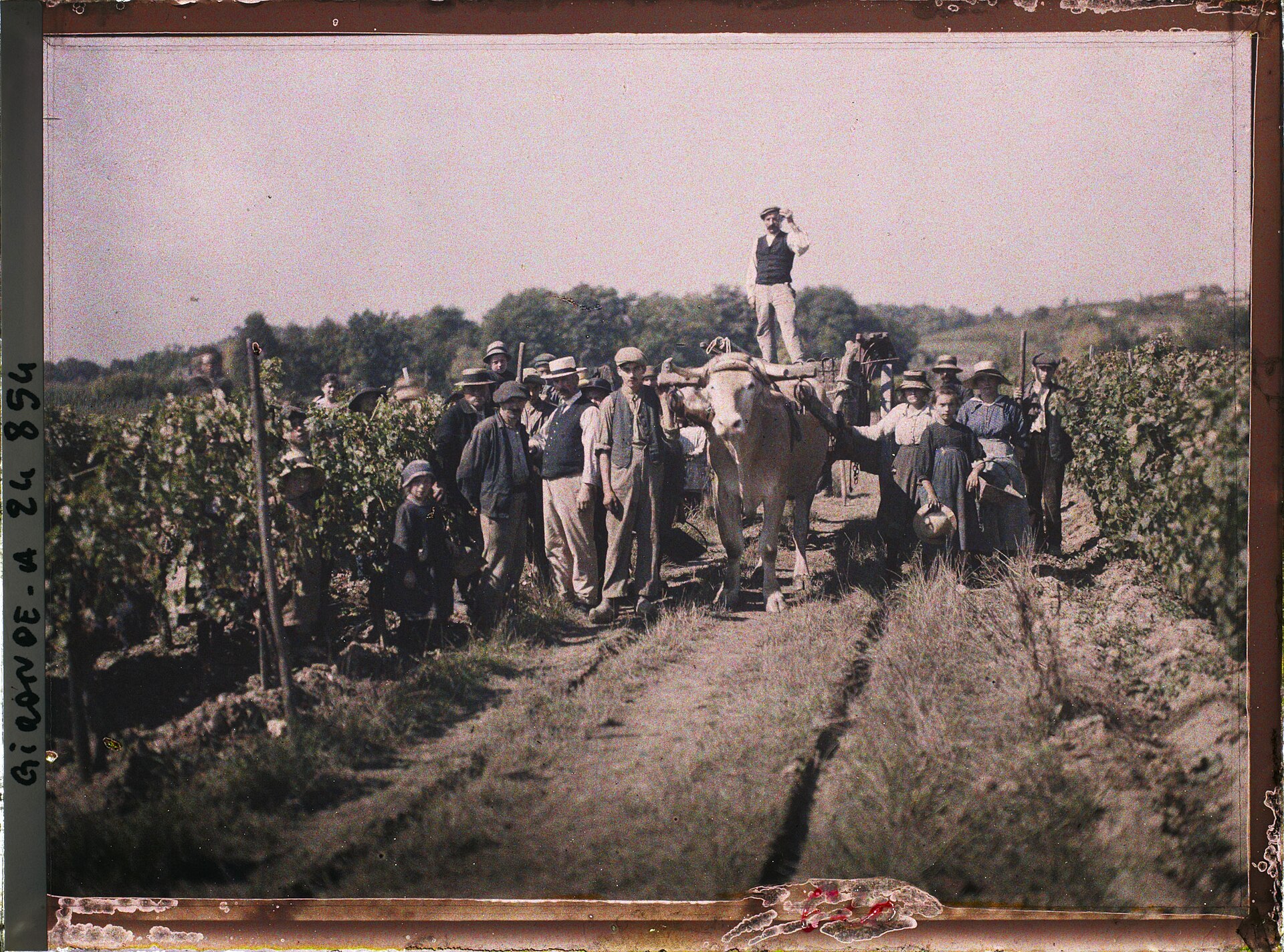 1920年ごろのシャトー・パヴィの畑で収穫作業員と牛車が並ぶ歴史写真