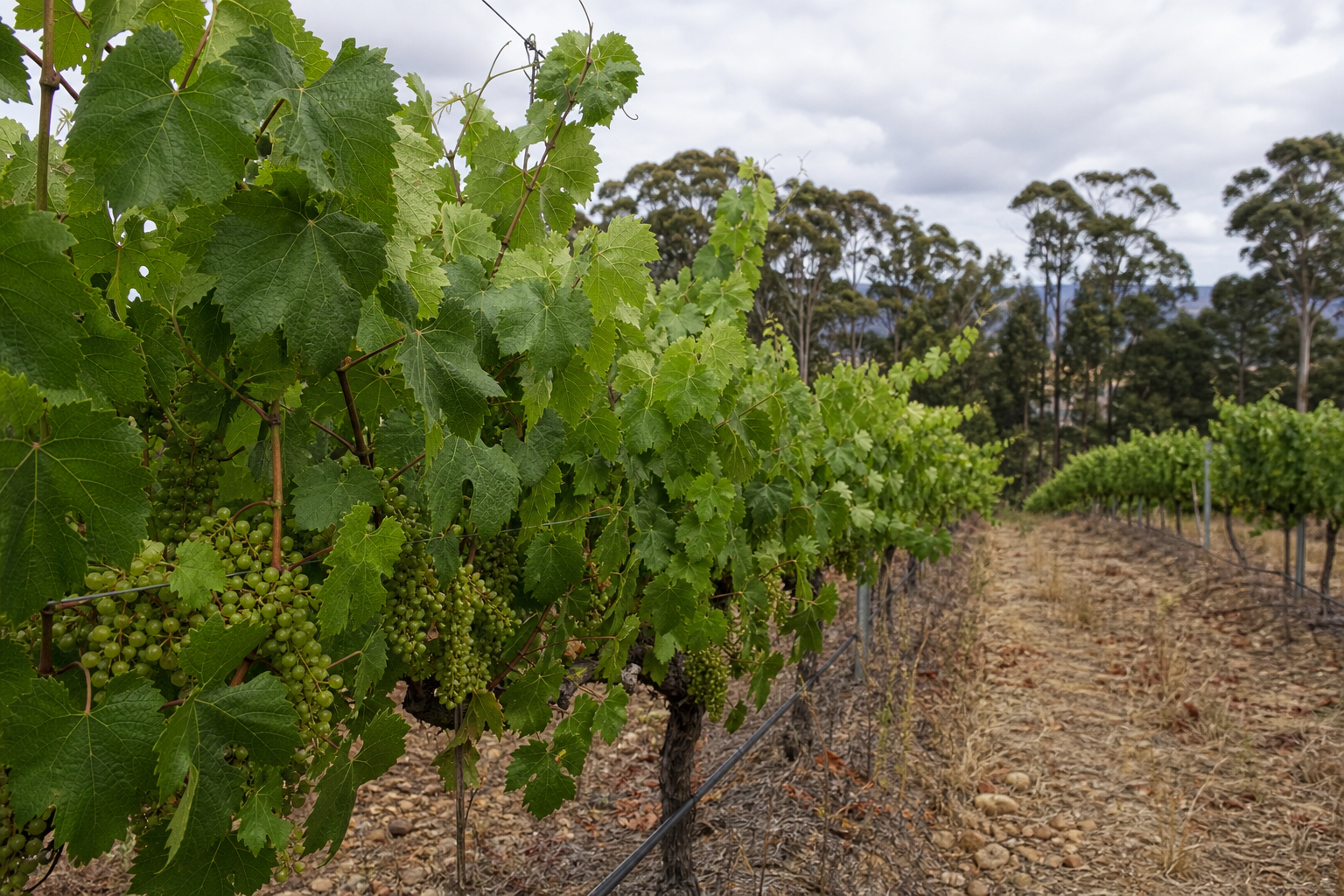 カリやユーカリの森を背景にシャルドネの房が実るブドウ畑の列