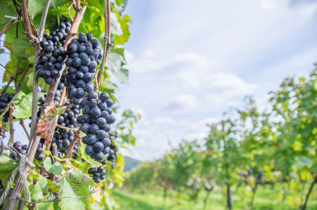 Wine Bazaar
