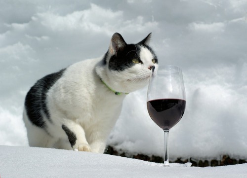Wine Bazaar