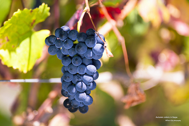 Wine Bazaar