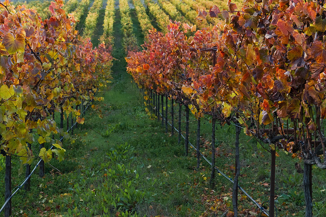 Wine Bazaar