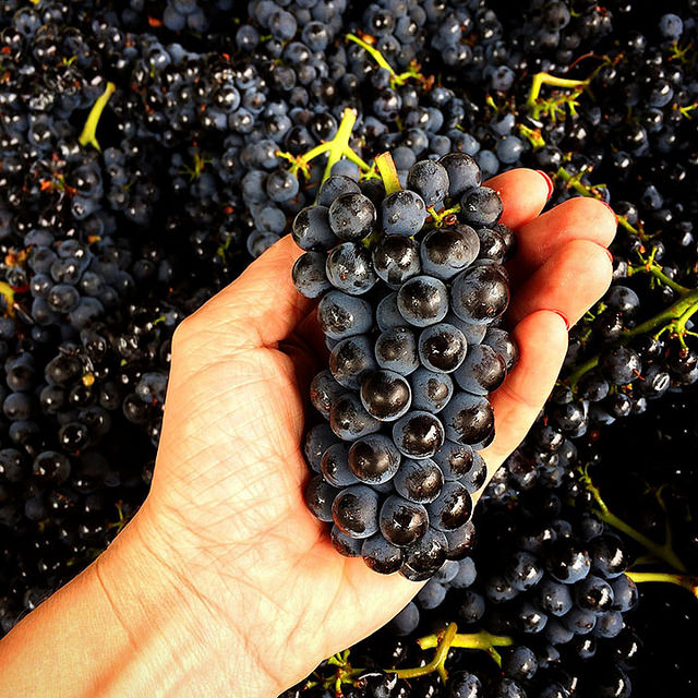 Wine Bazaar