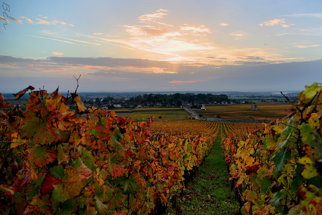 Wine Bazaar
