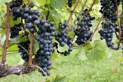 Wine Bazaar
