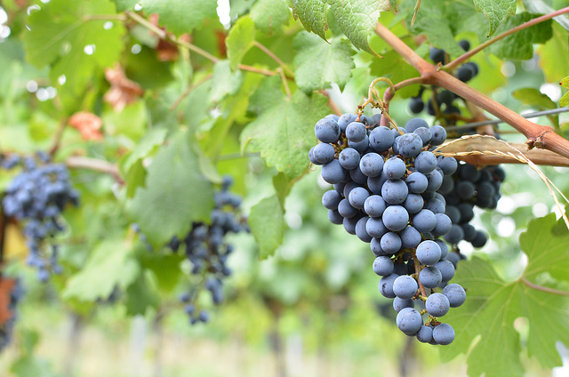 Wine Bazaar
