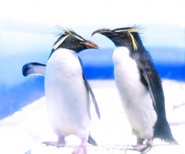 ペンギン印のワインは、ワイン自体も（お値段が）手に取りたくなって