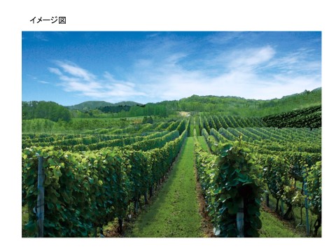 Wine Bazaar