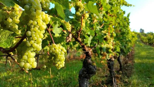 Wine Bazaar