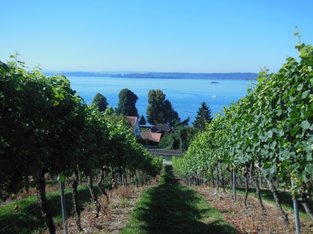 Wine Bazaar