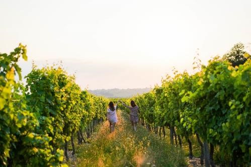 Wine Bazaar