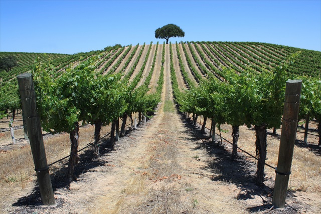 Wine Bazaar