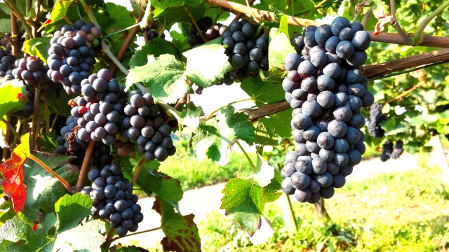 Wine Bazaar