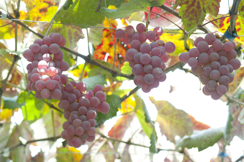 Wine Bazaar