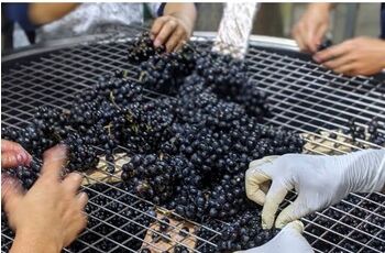 HIS×NIKI Hills Winery×仁木町 学生向けインターンシップツアーを販売