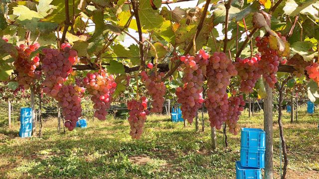 Wine Bazaar