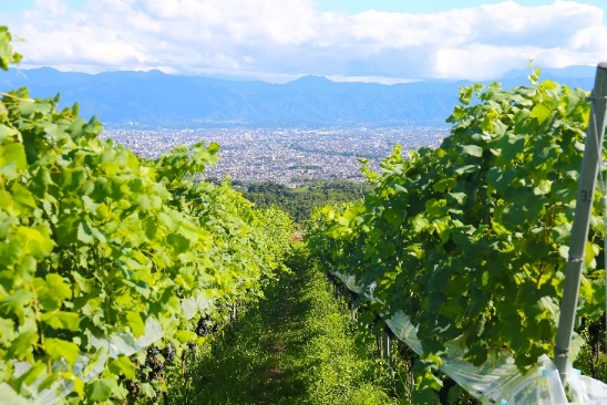 Wine Bazaar