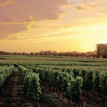 Wine Bazaar