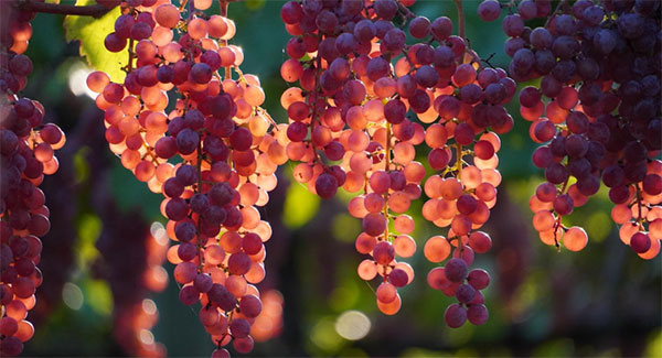 Wine Bazaar